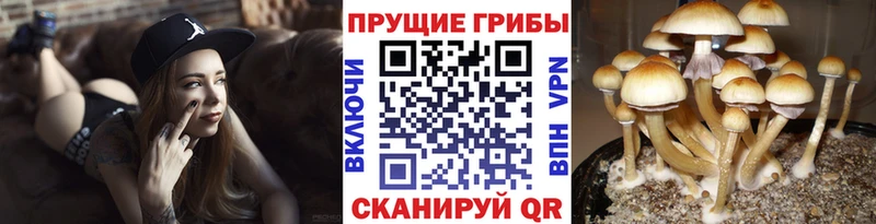 Псилоцибиновые грибы GOLDEN TEACHER  магазин продажи наркотиков  Новый Оскол 